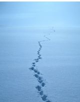 雪野寒云
